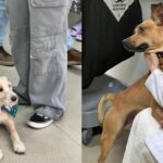resgatados-da-rua,-caes-ajudam-no-tratamento-de-pacientes-com-cancer