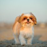 tutora-sera-indenizada-por-desaparecimento-de-cachorro-shih-tzu
