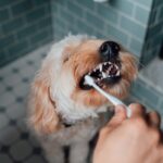 cao-saudavel:-dicas-infaliveis-para-tratar-o-mau-halito-do-seu-cao