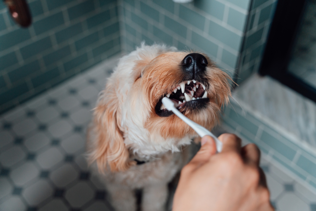 cao-saudavel:-dicas-infaliveis-para-tratar-o-mau-halito-do-seu-cao