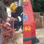 mt:-onca-parda-invade-residencia-e-e-encontrada-na-lavanderia