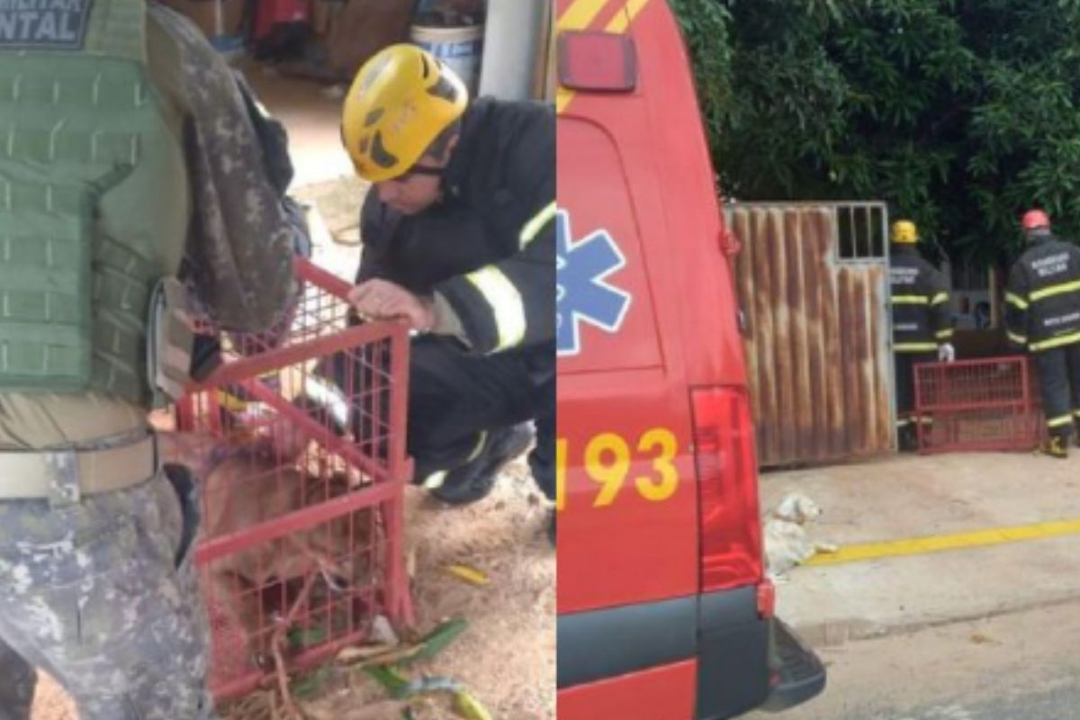 mt:-onca-parda-invade-residencia-e-e-encontrada-na-lavanderia