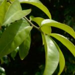ora-pro-nobis:-conheca-os-beneficios-da-planta-para-a-saude