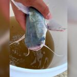 presenca-de-peixe-venenoso-no-litoral-de-sp-deixa-banhistas-em-alerta