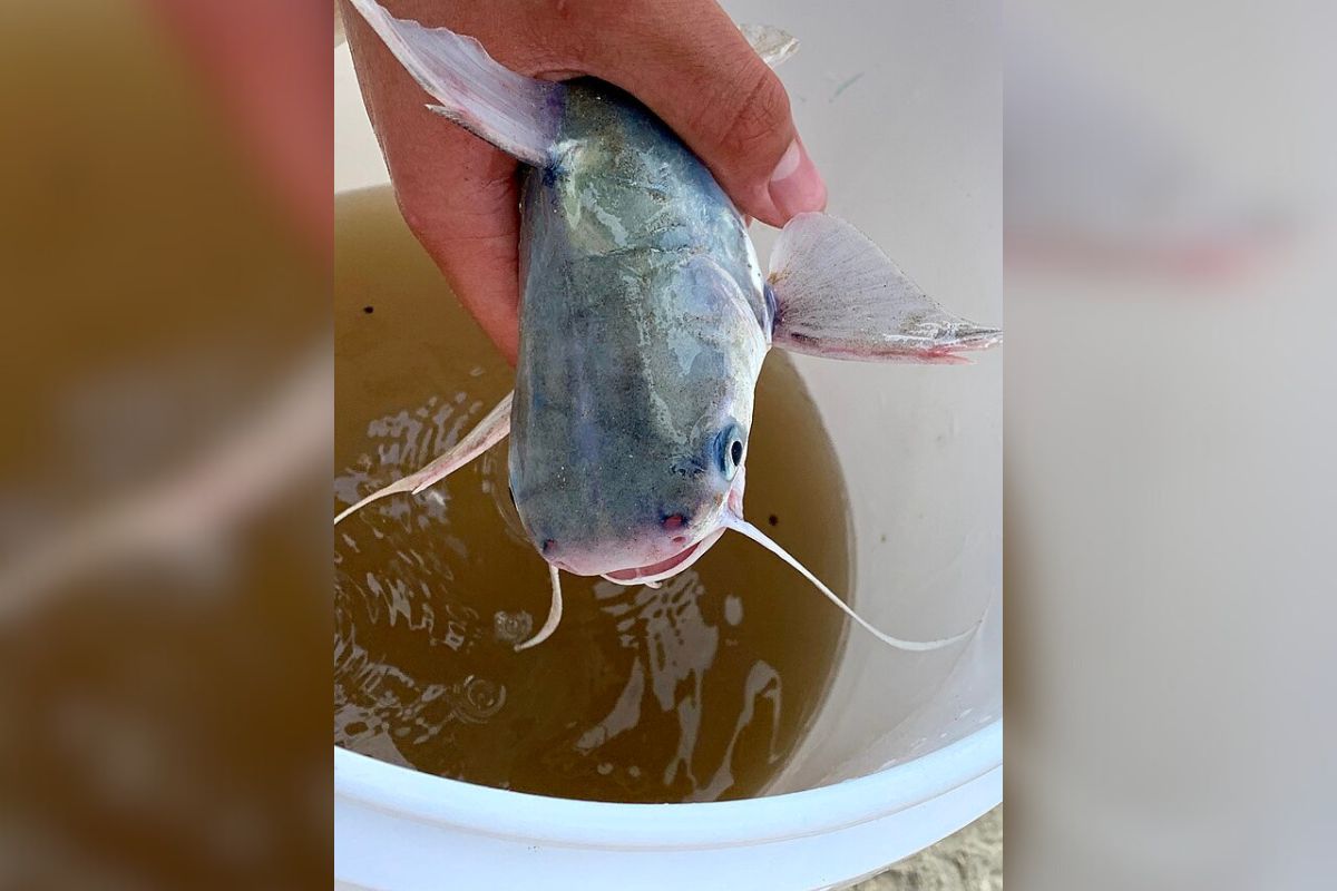 presenca-de-peixe-venenoso-no-litoral-de-sp-deixa-banhistas-em-alerta