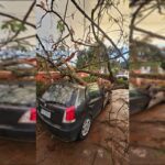 arvore-cai-e-destroi-carro-de-brasiliense-na-chapada-dos-veadeiros