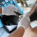 conselho-de-veterinaria-alerta-para-doenca-que-afeta-gatos