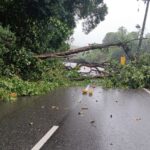 volta-do-reveillon-tem-queda-de-arvore-e-congestionamento-nas-estradas
