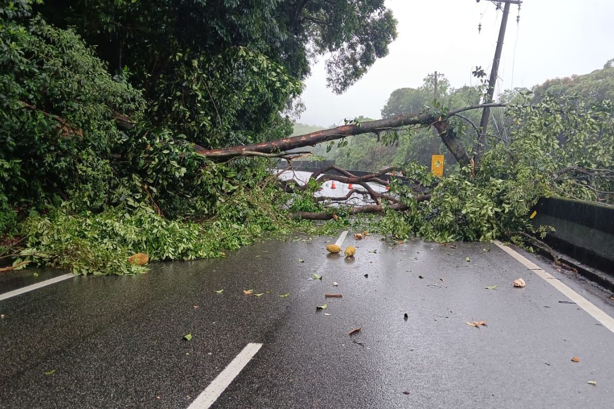 volta-do-reveillon-tem-queda-de-arvore-e-congestionamento-nas-estradas