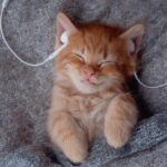 musica-para-gatos:-estudos-revelam-os-sons-que-acalmam-os-felinos