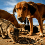 sem-cemiterio-publico,-57-toneladas-de-animais-mortos-foram-descartados-em-aterro-do-df