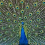 galanteador-da-natureza:-biologos-contam-fatos-curiosos-sobre-o-pavao