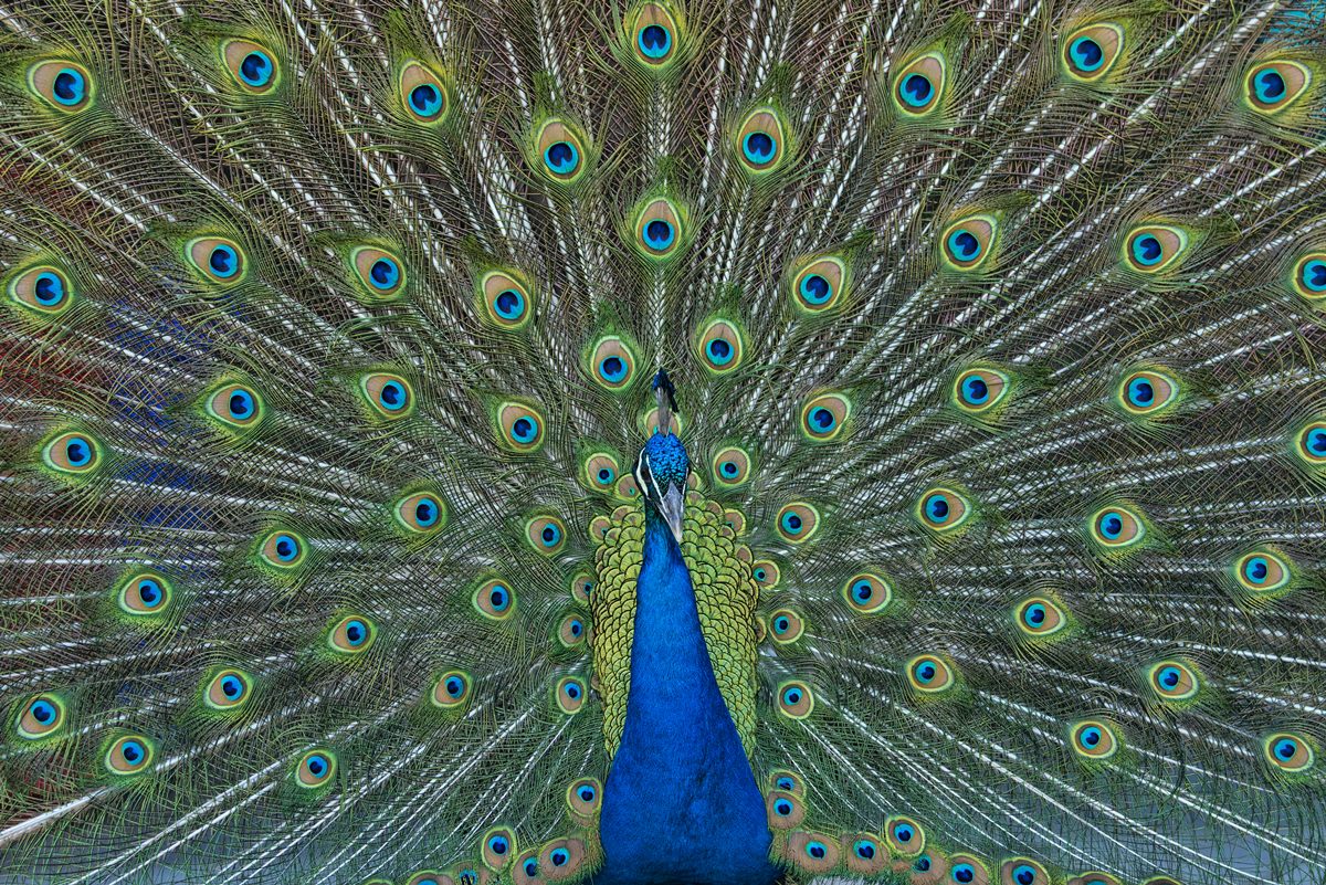 galanteador-da-natureza:-biologos-contam-fatos-curiosos-sobre-o-pavao