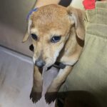 cachorrinho-fica-preso-em-tubulacao-a-10-metros-de-profundidade-no-df.-veja-video