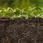 plantas-nao-absorvem-tanto-co2-quanto-se-acreditava,-indica-estudo