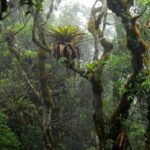 bromelias-nutrem-plantas-grandes-que-vivem-em-solo-pobre-em-nutrientes