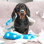seu-cachorro-e-ansioso?-descubra-3-dicas-com-brinquedos-para-acalma-lo