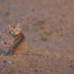 o-menor-do-mundo:-felino-pouco-conhecido-e-fotografado-no-deserto