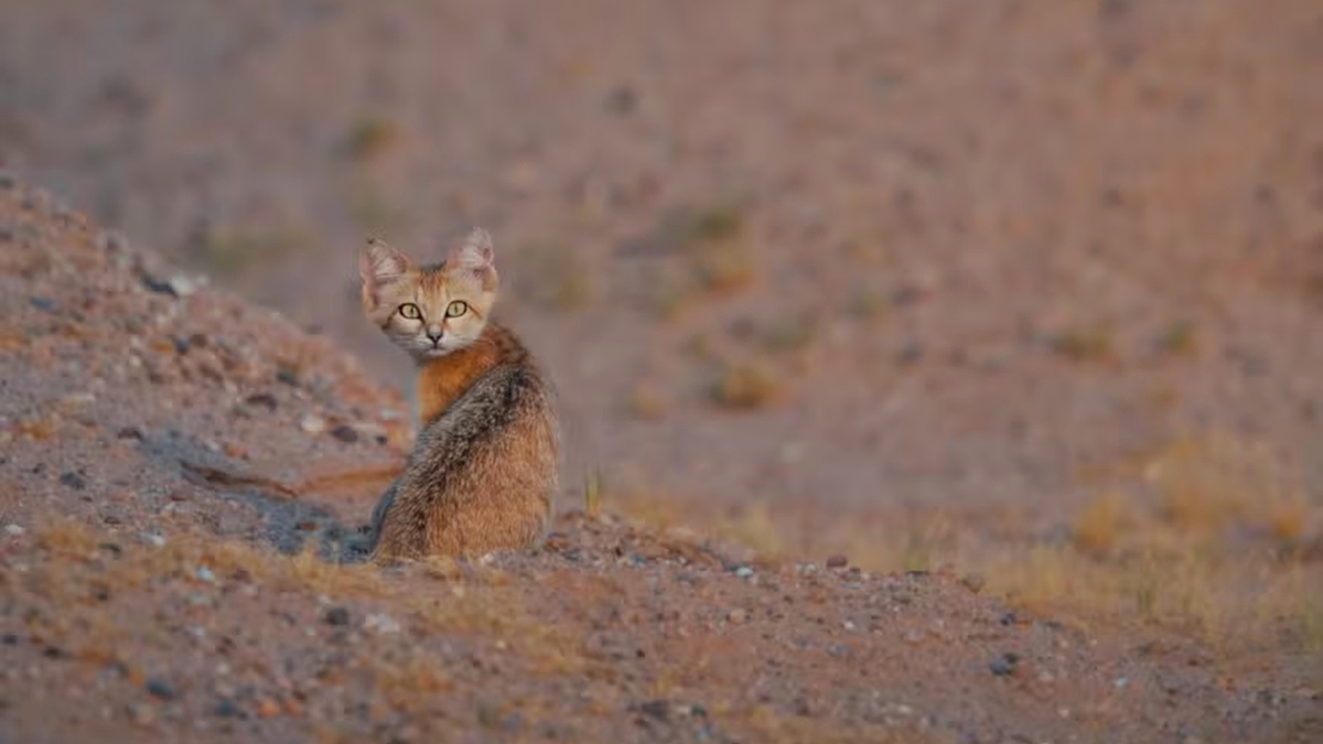 o-menor-do-mundo:-felino-pouco-conhecido-e-fotografado-no-deserto