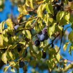 arvore-de-pequeno-porte-produz-frutos-anti-inflamatorios-no-verao
