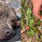 “nos-protegeu”:-cachorro-de-influenciadora-morre-por-picada-de-cobra