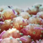 microbacteria-intestinal-pode-bloquear-ganho-de-peso,-sugere-estudo
