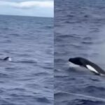 pescador-faz-registro-raro-de-orcas-no-litoral-sul-da-bahia.-assista