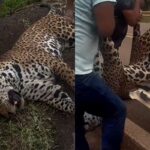 onca-pintada-e-resgatada-por-indigenas-apos-ser-atropelada-em-rodovia.-video
