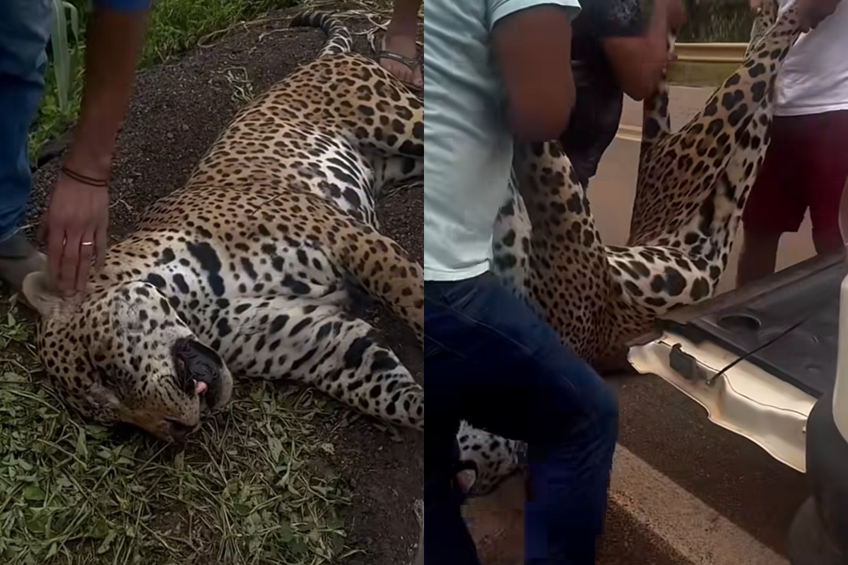 onca-pintada-e-resgatada-por-indigenas-apos-ser-atropelada-em-rodovia.-video