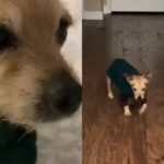 cachorro-de-16-anos-com-demencia-comove-a-web-com-rotina-noturna