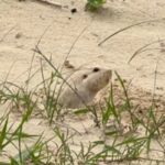 tuco-tuco-das-dunas:-especie-rara-de-roedor-e-vista-em-praia-no-rs