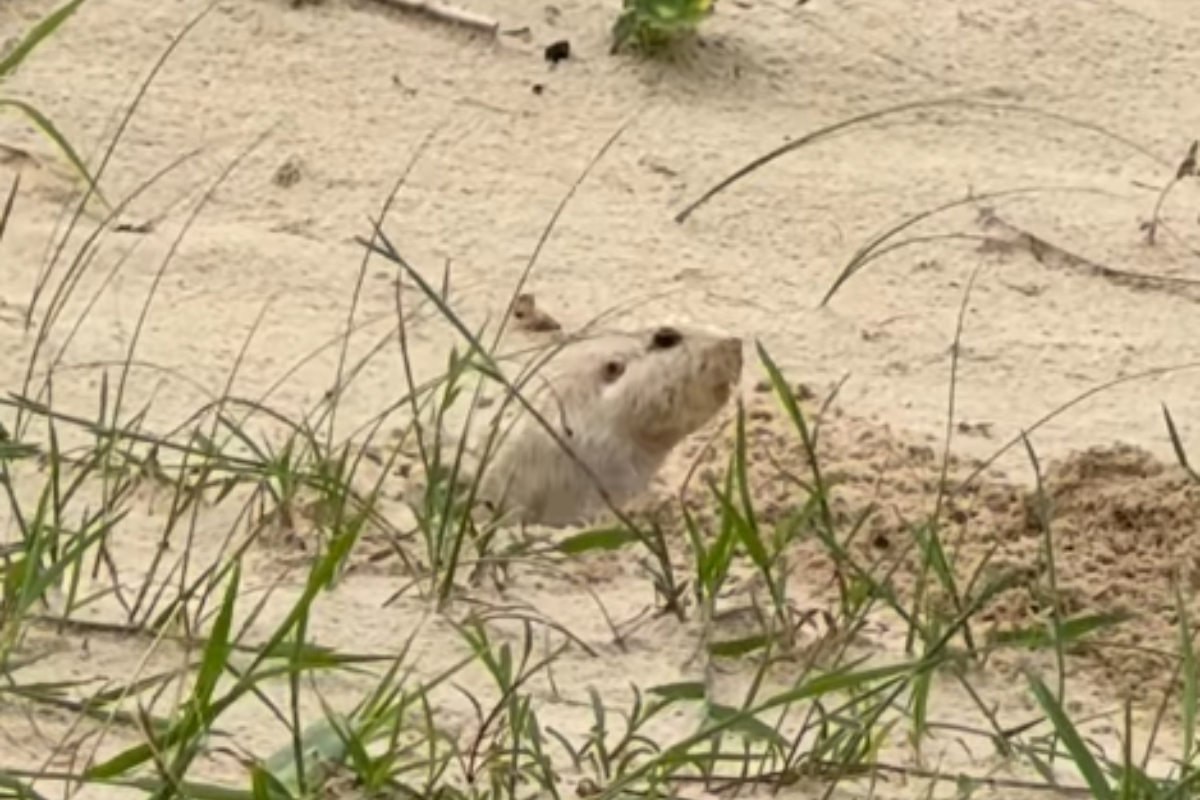 tuco-tuco-das-dunas:-especie-rara-de-roedor-e-vista-em-praia-no-rs