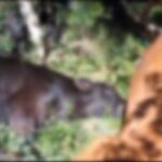 mais-de-25-vacas-e-bezerros-morrem-apos-serem-atingidos-por-raios-em-sc