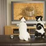 deixar-a-tv-ligada-faz-mal-aos-pets?-entenda-o-impacto-das-telas