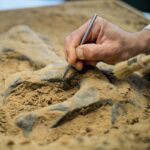 do-campo-ao-museu:-como-cientistas-encontram-os-dinossauros?