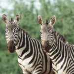 preto-no-branco:-entenda-para-que-servem-as-listras-das-zebras