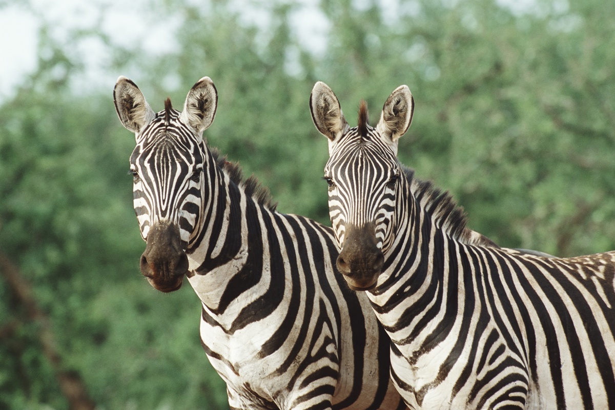 preto-no-branco:-entenda-para-que-servem-as-listras-das-zebras