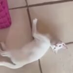 homem-chuta-gato-na-rua-e-mulher-reage-com-cadeirada.-video
