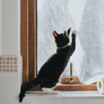 perigo!-descubra-os-itens-comuns-em-casa-que-sao-toxicos-para-gatos