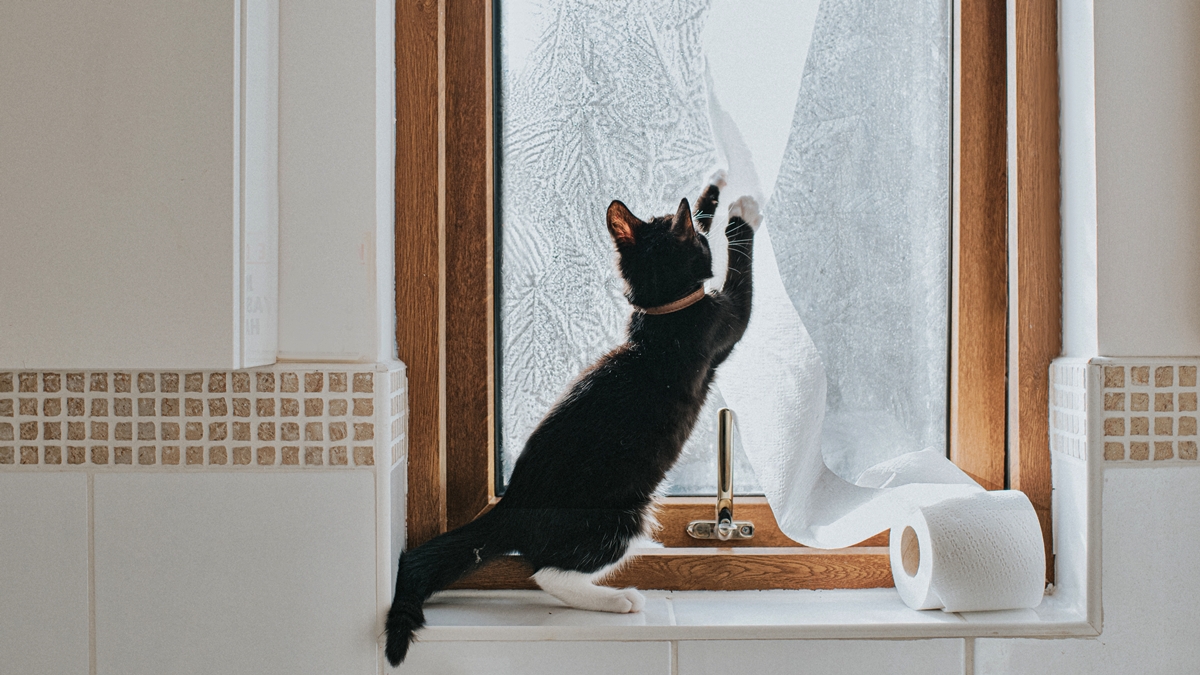 perigo!-descubra-os-itens-comuns-em-casa-que-sao-toxicos-para-gatos