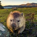 wombat-e-o-unico-animal-do-mundo-a-fazer-coco-em-cubos.-entenda