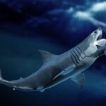 restos-de-tubarao-revelam-por-que-o-megalodonte-se-tornou-tao-grande