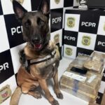 pr:-homem-e-preso-com-24-quilos-de-maconha-escondidos-em-onibus