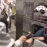 adeus-pandas,-ola-humanos:-a-atracao-mais-inusitada-de-parque-no-japao