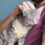 cachorro-ou-gato:-descubra-qual-combina-mais-com-seu-estilo-de-vida