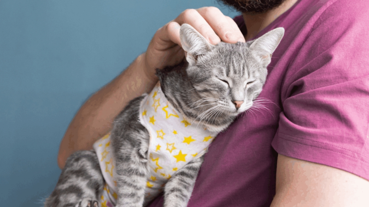 cachorro-ou-gato:-descubra-qual-combina-mais-com-seu-estilo-de-vida