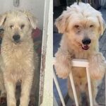 cachorro-aguarda-ha-tres-anos-por-adocao-e-motivo-surpreende-a-web