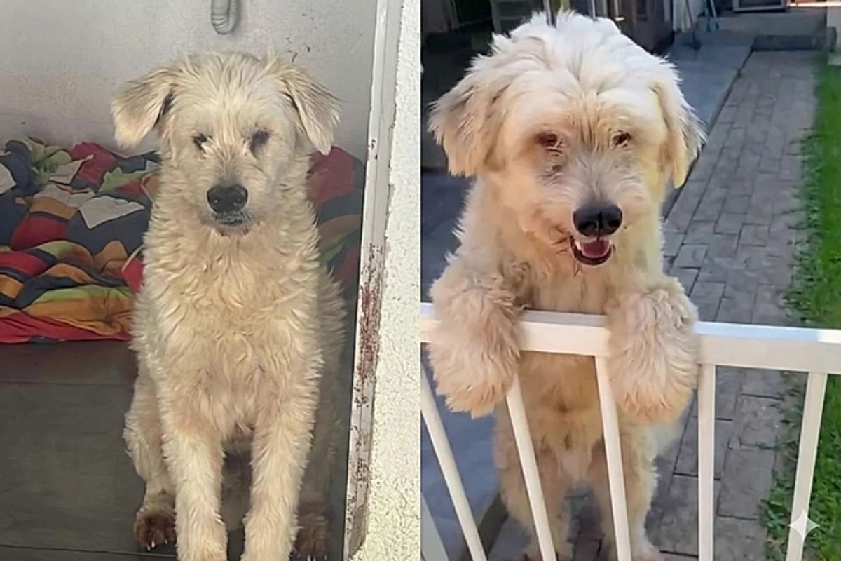 cachorro-aguarda-ha-tres-anos-por-adocao-e-motivo-surpreende-a-web