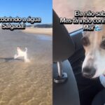 vira-lata-adotada-de-cativeiro-emociona-a-web-ao-conhecer-o-mar