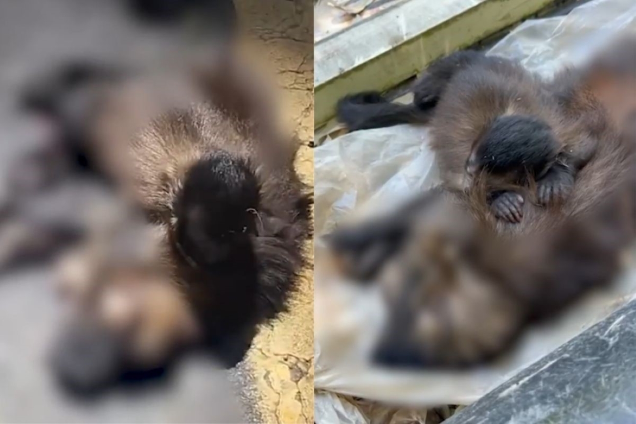 filhote-de-macaco-prego-“chora”-apos-mae-morrer-atropelada-no-es.-video